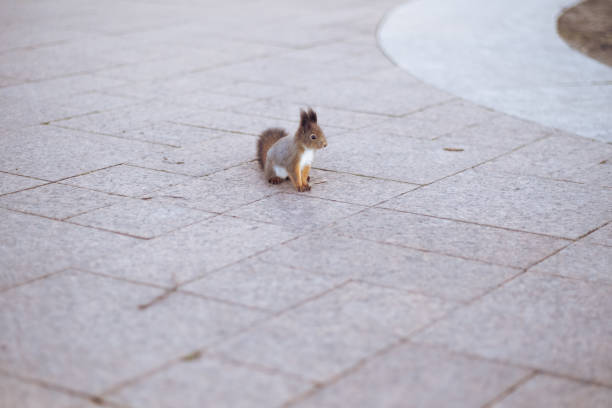 istock Cute squirrel in the forest and on the street 1355166839