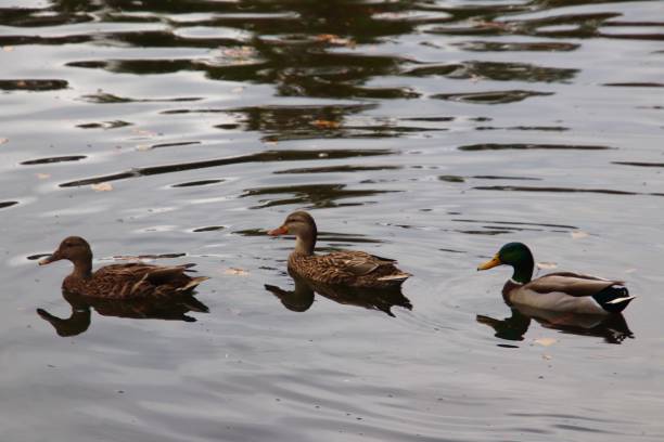 istock Mallard ducks in lake 1355167466