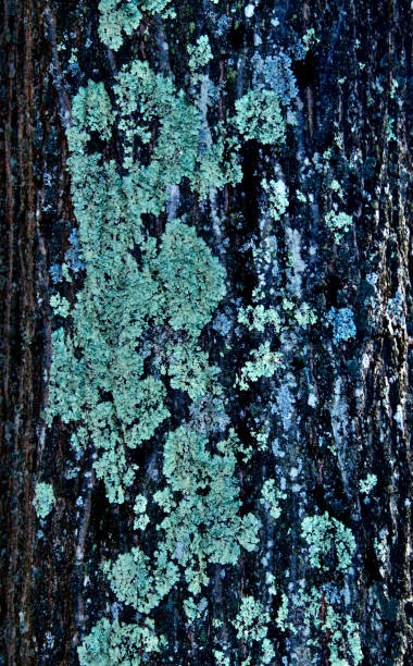 istock Green mold on tree truck 1355167991