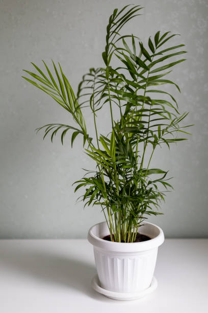 istock Houseplant in white flowerpot. 1355168209