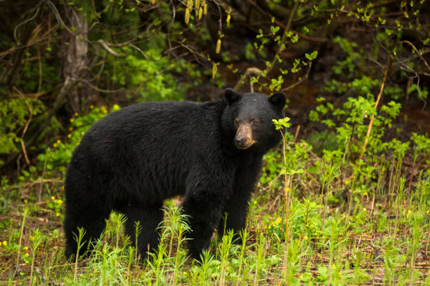 istock Black Bear in Whistler, Canada 1355168807