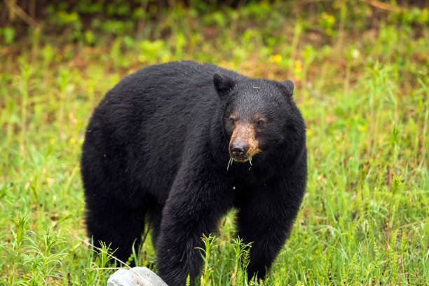 istock Black Bear in Whistler, Canada 1355168820