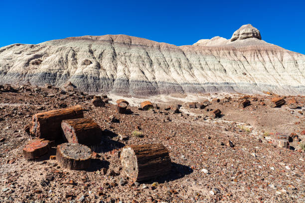 アリゾナ石化林 - petrified forest national park ストックフォトと画像