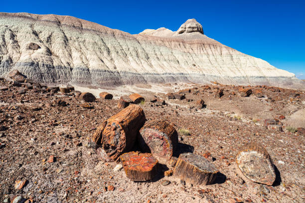 Arizona Petrified Forest Desert landscape of the beautiful petrified forest in Arizona. petrified wood stock pictures, royalty-free photos & images