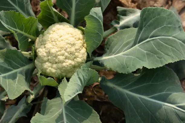 Photo of Newly Grown Cauliflower Called Phool Gobhi Or Gobi Wrapped In Fresh Green Leaves On Farm Land. The Vegetable Brassica Oleracea Is Mostly Grown During Winter Season