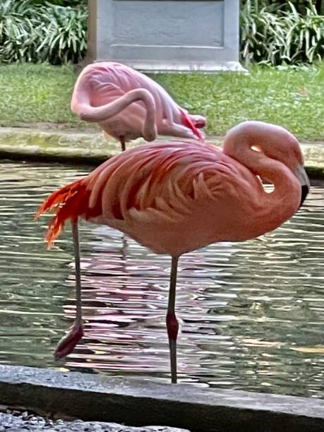 istock Domestic pink flamingos 1355170211