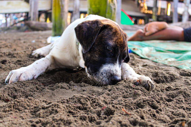 A Mastiff puppy laying on the sand