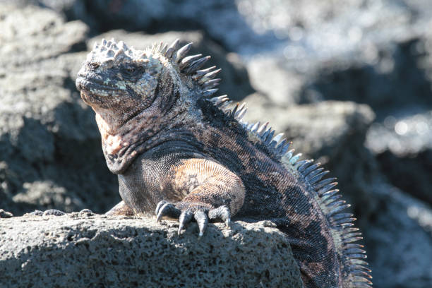 istock Sombrero Chino,  Galapagos Islands 1355170827