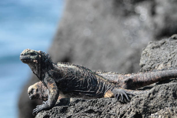 istock Sombrero Chino,  Galapagos Islands 1355170841