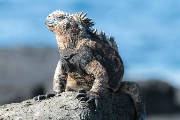 istock Sombrero Chino,  Galapagos Islands 1355170873