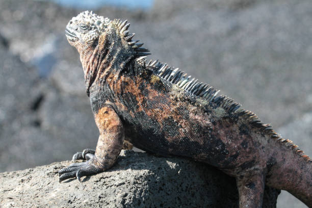 istock Sombrero Chino,  Galapagos Islands 1355170879