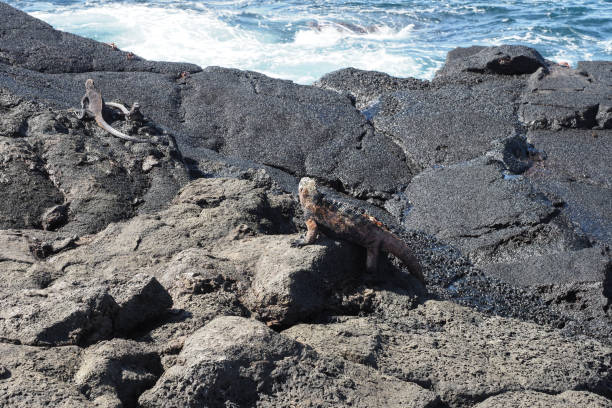 istock Sombrero Chino,  Galapagos Islands 1355170888
