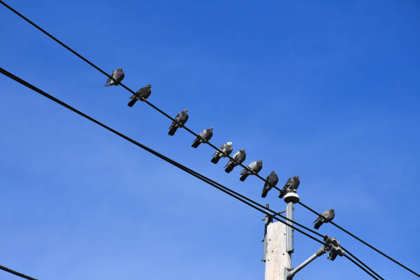 istock Group of Pigeons on a Power Line 1355171313