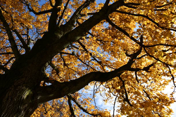 istock Golden Leaves on Large Tree 1355172119