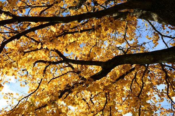 istock Golden Leaves on Large Tree 1355172124