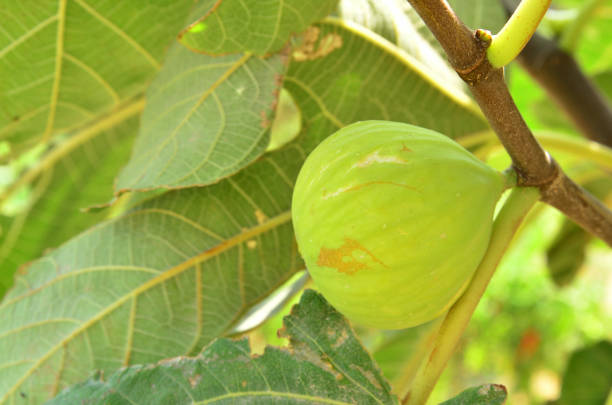 istock Ripe figs on the tree in the garden 1355175657