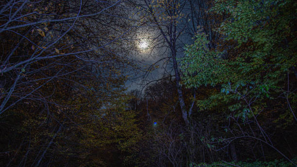 istock Moon through the trees in the middle of the night 1355175720