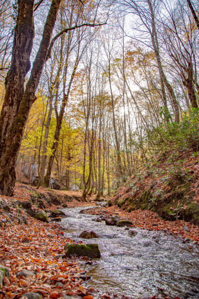 istock River in autumn with trees and fallen leaves 1355175781
