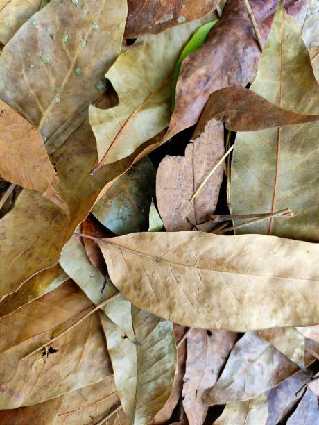 istock Dry leaves of trees 1355176866