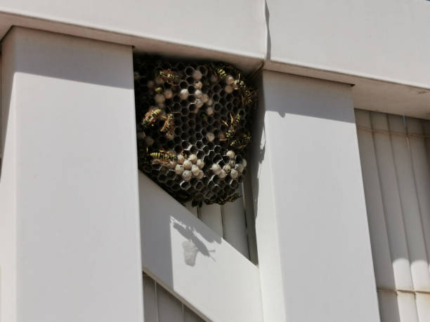 istock A wasp is sitting on a wasp house. wasp socket on the wall 1355177178