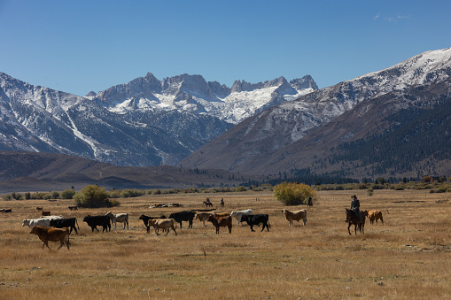 Bridgeport, CA - October 18 2021:  Cattle herded by cowboys under the Eastern Sierras with fresh snow.
