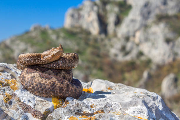 Female nose-horned viper (Vipera ammodytes) photographed in a gorge in Serbia