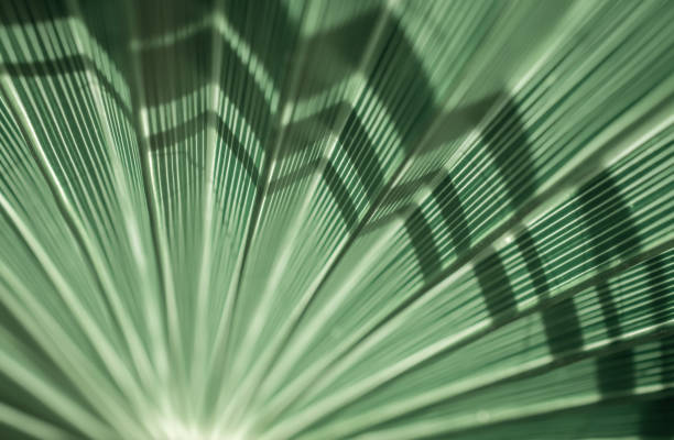 Texture of green palm leaves