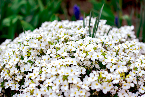 Fresh white Arabis caucasica blossoming flowers on green leaves background in the garden in spring season close up.