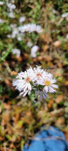 istock White sea aster skyblue aster plant 1355179425