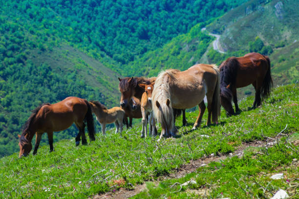 Horses in Aiako Harriak Natural Park. Horses grazing with the mountains covered with clouds in Aiako Harriak Natural Park, Basque Country.