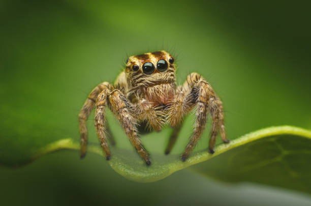 istock macro closeup on colorful jumping spider 1355185347