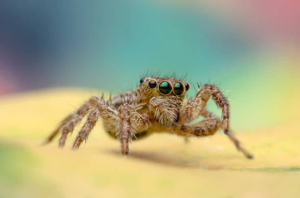 istock macro closeup on colorful jumping spider 1355185349