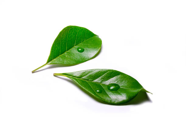 istock leaves with water drops on a white background 1355186251