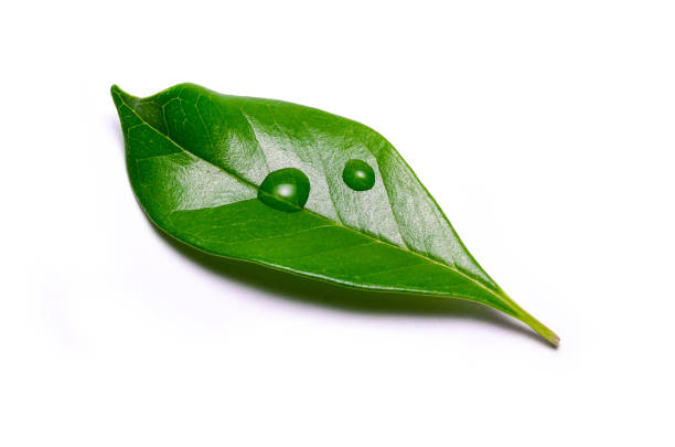 istock leaves with water drops on a white background 1355186252