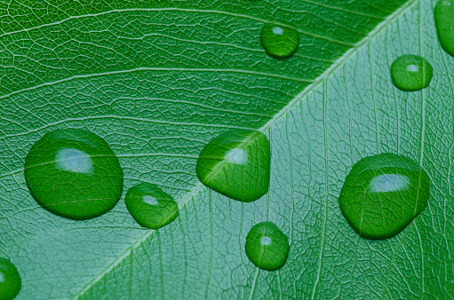 Green leaf with rain drops on it, nature background