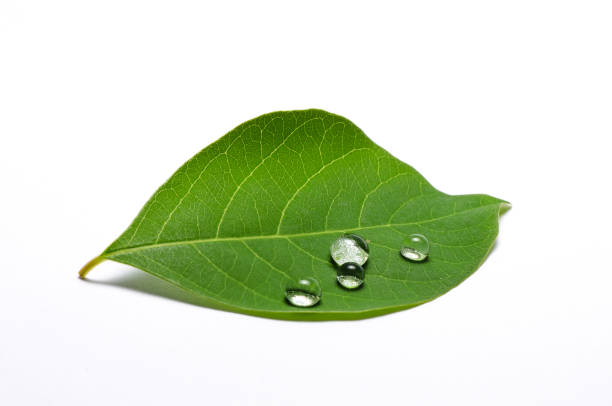 istock leaves with water drops on a white background 1355186266