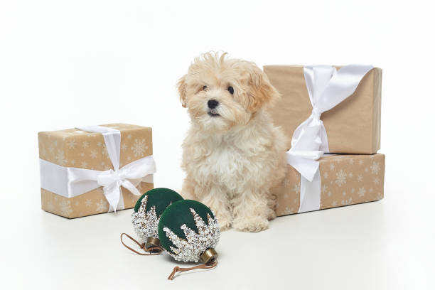 istock young brown puppy poses among Christmas decorations and gift boxes. 1355186322