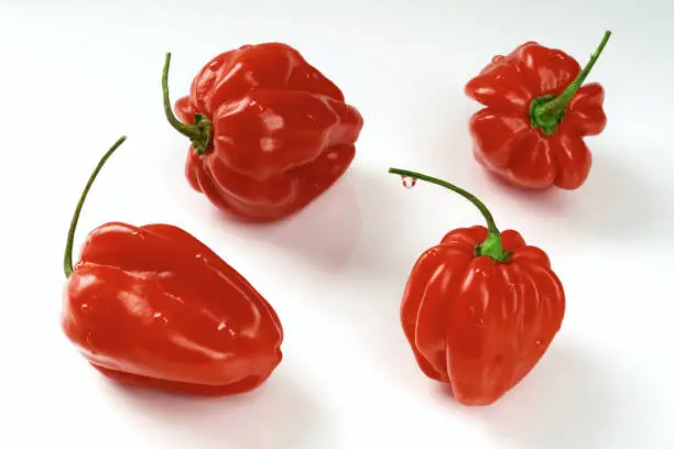 Photo of Four Mexican super hot and spicy, red Habanero peppers with drop of water on the green twig