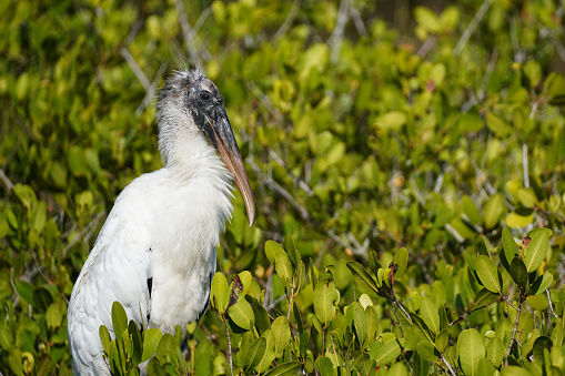Profile of a Wood Stork (Mycteria americana) perched in a mangrove swamp