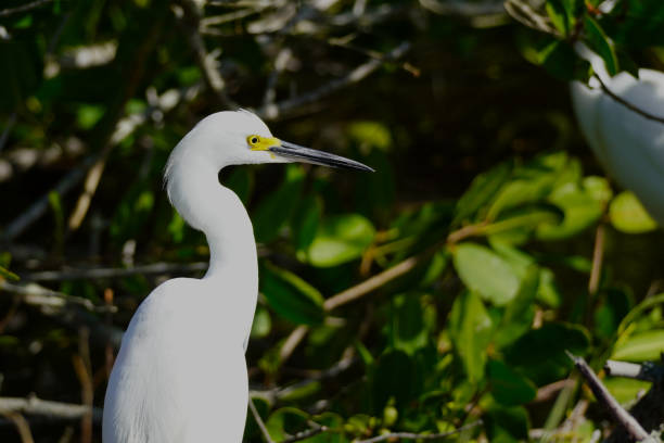 Snowy Egret (Egretta thula) perched in a mangrove swamp in Florida