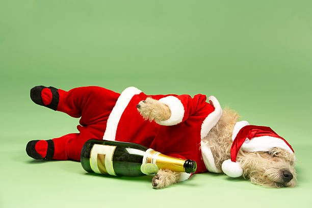 маленькая собака в santa costume лежа с бутылка шампанского - лежать на боку стоковые фото и изображения