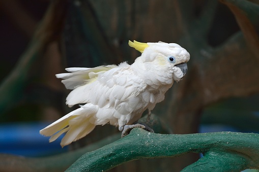 Parrots have bright plumage,They have a gentle personality, can imitate human language, loved by people.Parrots are found all over the world.