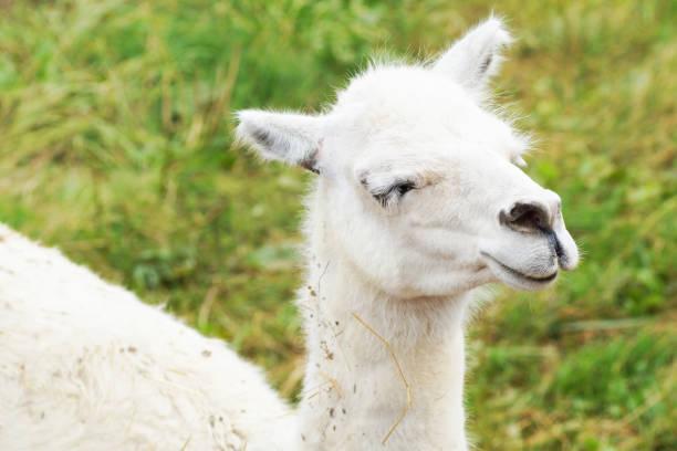 istock Alpaca at the zoo farm on a summer day 1355191717