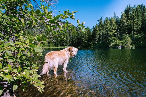 Fluffy dog standing on the edge of an alpine lake in North Bend, Washington, United States