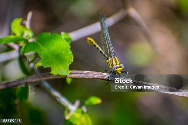 A Southern Hawker Dragonfly In Frontera Audubon Society Texas Stock Photo - Download Image Now