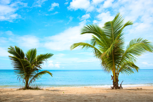 tropical beach with coconat palm. With a blue sky