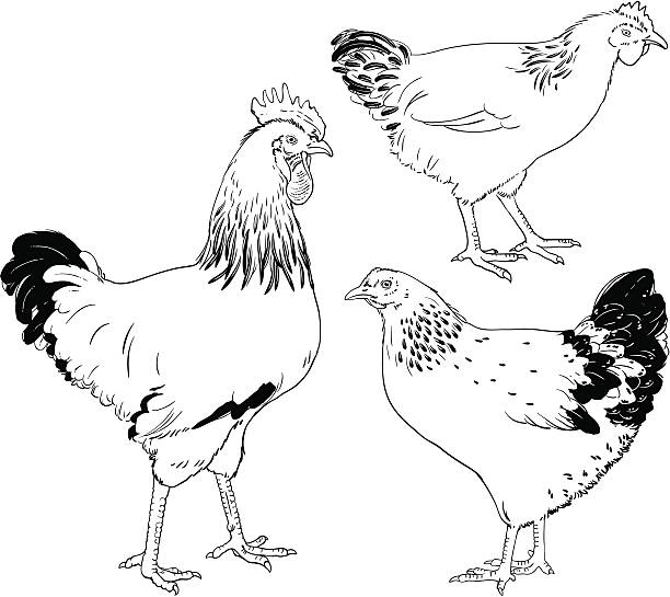 взять hens и в виде петухов, изолированные на белом фоне - chicken livestock isolated white background stock illustrations