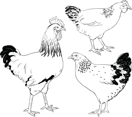 Drawn hens and rooster, isolated on white background. Black and white line art.