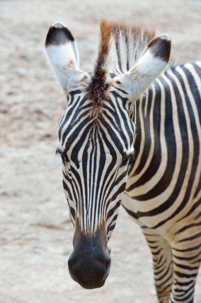 istock The head of a zebra 1355196252