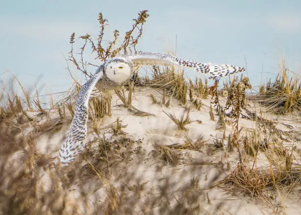 A Female Snowy Owl at Jones Beach